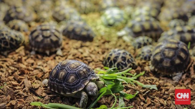 Ular Dan Kura Kura Dominasi Impor Hewan Hidup Ri Dari China