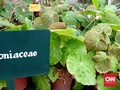 Indonesia Punya 500 Jenis Tanaman Hias Begonia