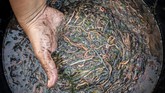 Wujud kumpulan nyale yang telah berhasil ditangkap. (Photo by IRSYAD / AFP)