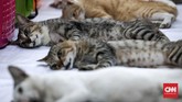Kucing yang boleh sterilisasi gratis kali ini merupakan kucing piaraan lokal bukan kucing campuran/ras. CNNIndonesia/Safir Makki