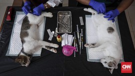 FOTO : Saat Kucing-kucing Jakarta 'Mandul'