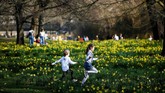 Anak-anak berlarian dengan riang di hamparan lahan hijau Taman St James, London, Inggris. Taman St James memiliki danau dengan “dua pulau” yakni Pulau Barat dan Pulau Bebek. Kawanan Burung Pelikan menjadikan taman ini sebagai habitatnya, setelah dihibahkan oleh Rusia pada tahun 1664. (REUTERS/Henry Nicholls)