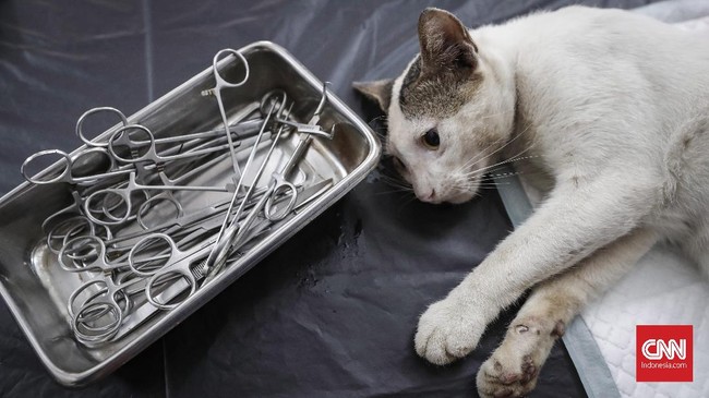 FOTO : Saat Kucing-kucing Jakarta 'Mandul'
