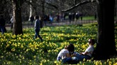 Dengan dimulainya musim semi, bunga-bunga cantik yang tumbuh di sekitar Taman St James juga mulai bermekaran. (REUTERS/Henry Nicholls)