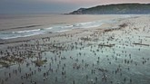 Tradisi Bau Nyale merupakan tradisi turun temurun masyarakat Sasak Lombok dengan menangkap nyale yang muncul sekali setahun di pantai selatan Lombok. (ANTARA FOTO/Ahmad Subaidi)