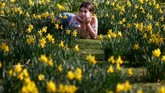 Taman St James berlokasi di kawasan Westminster. Luasnya mencapai 23 hektare. (Photo by Tolga Akmen / AFP)