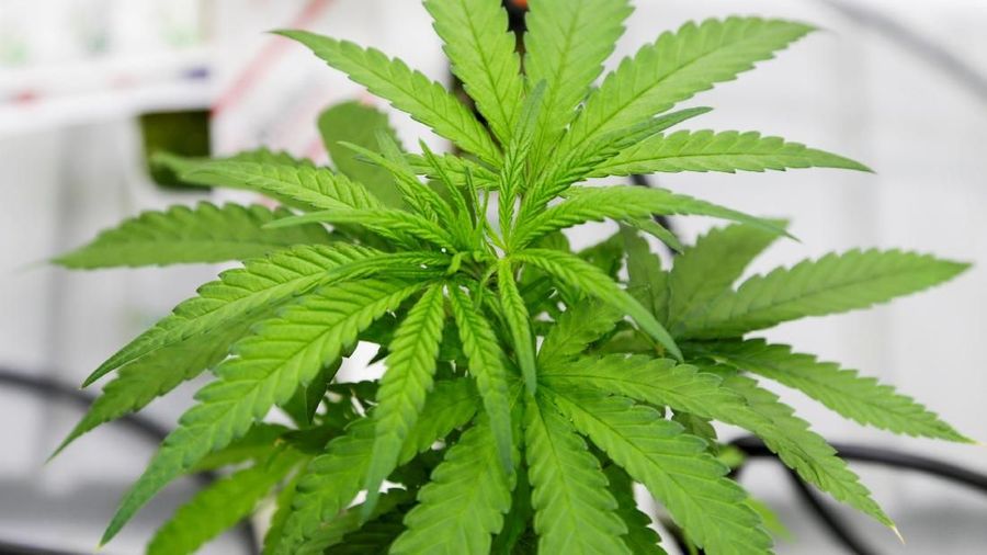 Orang-orang di Belanda ramai-ramai menimbun ganja untuk persediaan selama masa lockdown.