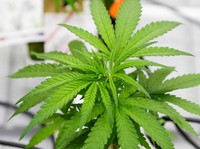 Lawan Corona, di Negara Ini Orang Timbun Ganja Bukan Masker