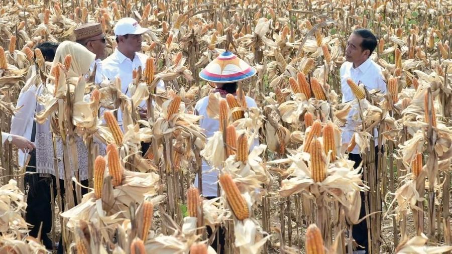 Untuk 1 kilogram jagung yang berasal dari Thailand mencapai US$ 4,58 (rata-rata periode Januari-November 2018) atau setara dengan Rp 65.494