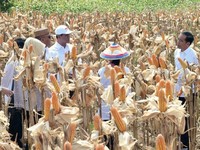 Wow, Impor Jagung dari Thailand Ternyata Paling Mahal