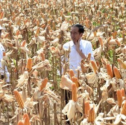 Bulog Beli Jagung Petani Lokal di Atas Harga Acuan Kemendag