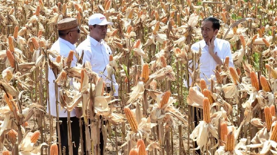 Memasuki musim panen, Bulog mulai menyerap jagung hasil petani dalam negeri.