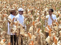 Bulog Beli Jagung Petani Lokal di Atas Harga Acuan Kemendag