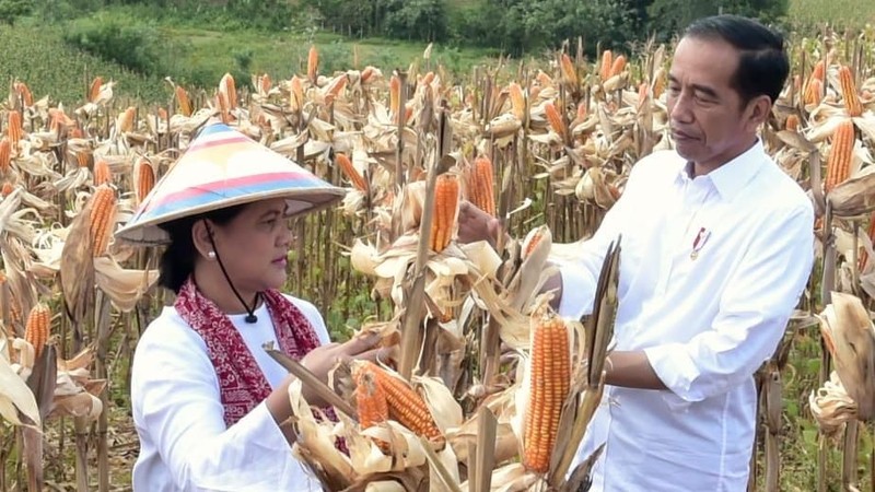 Produksi jagung nasional dalam beberapa tahun terakhir mampu meningkatkan produksinya sehingga bisa menekan impor jagung.
