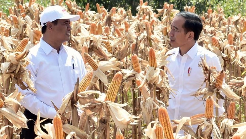 Produksi jagung nasional dalam beberapa tahun terakhir mampu meningkatkan produksinya sehingga bisa menekan impor jagung.