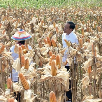 Jokowi Saksikan Langsung Panen Raya Jagung di Gorontalo