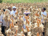 Jokowi Saksikan Langsung Panen Raya Jagung di Gorontalo