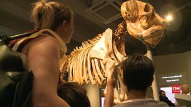 VIDEO: Myanmar Buka Museum Gajah