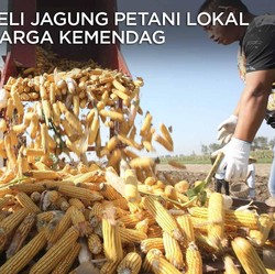 Bulog Beli Jagung di Atas Harga Acuan Kemendag