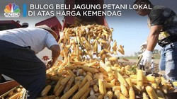 Bulog Beli Jagung di Atas Harga Acuan Kemendag