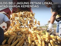 Bulog Beli Jagung di Atas Harga Acuan Kemendag