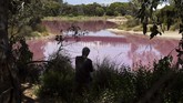 Danau Westgate Park di Melbourne, Australia, berubah warna menjadi merah muda karena meningkatnya kandungan garam dalam airnya. (AFP/William West)