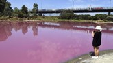 Meningkatnya kandungan garam dan naiknya suhu udara membuat alga hijau yang berhabitat di dasar Danau Westgate Park berubah warna menjadi merah muda. (AFP/William West)