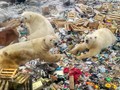 Alam Dirusak Manusia, Beruang Kutub Terpaksa Makan Sampah