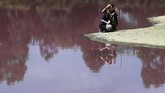 Seorang pengunjung mengamati warna merah muda di Danau Westgate Park dari jarak dekat. (AFP/William West)