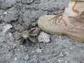 Bom 125 Kg Milik TNI AU Jatuh di Kebun Tebu Warga Lumajang