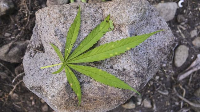 Polisi Bongkar Bisnis 80 Kilogram Ganja di Kampus Jakarta
