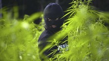 Ada 25 Pohon Ganja di Gunung Guntur, Polisi Buka Penyelidikan