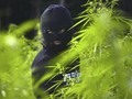Ada 25 Pohon Ganja di Gunung Guntur, Polisi Buka Penyelidikan