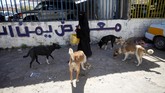 Faktor utama penyebaran rabies di Yaman adalah anjing liar. (REUTERS/Mohamed al-Sayaghi)