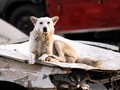 FOTO: Yaman Dikepung Rabies