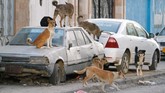 Menurut keterangan dari Kementerian kesehatan masyarakat dan populasi, setiap tahunnya ada setidaknya 30 kasus rabies di Yaman. (REUTERS/Mohamed al-Sayaghi)