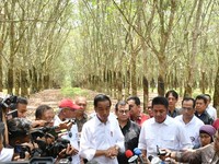 Harga Karet Turun, Jokowi Minta Daerah Jadikan Campuran Aspal