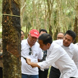 Harga Karet Loyo, Ini Permintaan RI kepada Thailand-Malaysia
