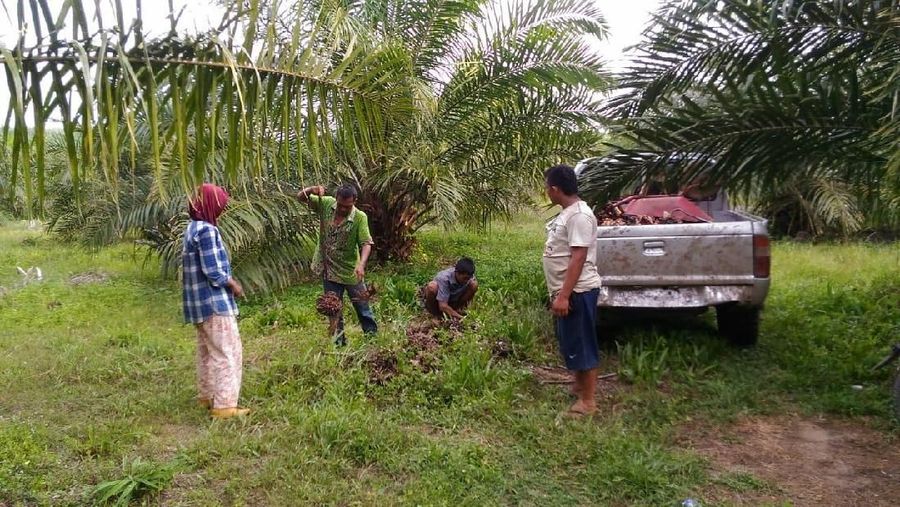 Petani Sawit