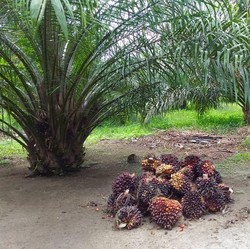 Terungkap! Ini Alasan BWPT Rombak Komisaris & Direksi