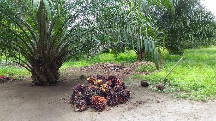 Harga saham emiten sawit Grup Astra, PT Astra Agro Lestari Tbk (AALI) langsung amblas.