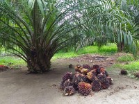 Terungkap! Ini Alasan BWPT Rombak Komisaris & Direksi