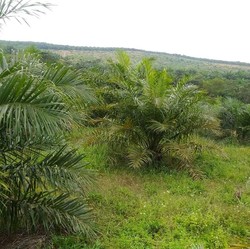 Punya Lahan 54 Hektar, Petani Sawit Masih Terbelit Utang