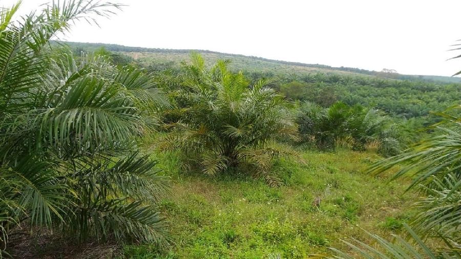 Nasib petani sawit saat harga turun miris, miliki lahan puluhan hektar belum tentu bawa untung