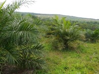 Punya Lahan 54 Hektar, Petani Sawit Masih Terbelit Utang