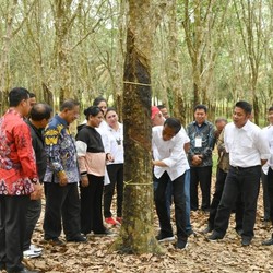 Peningkatan Stok Tekan Harga Karet, Terendah dalam 5 Pekan
