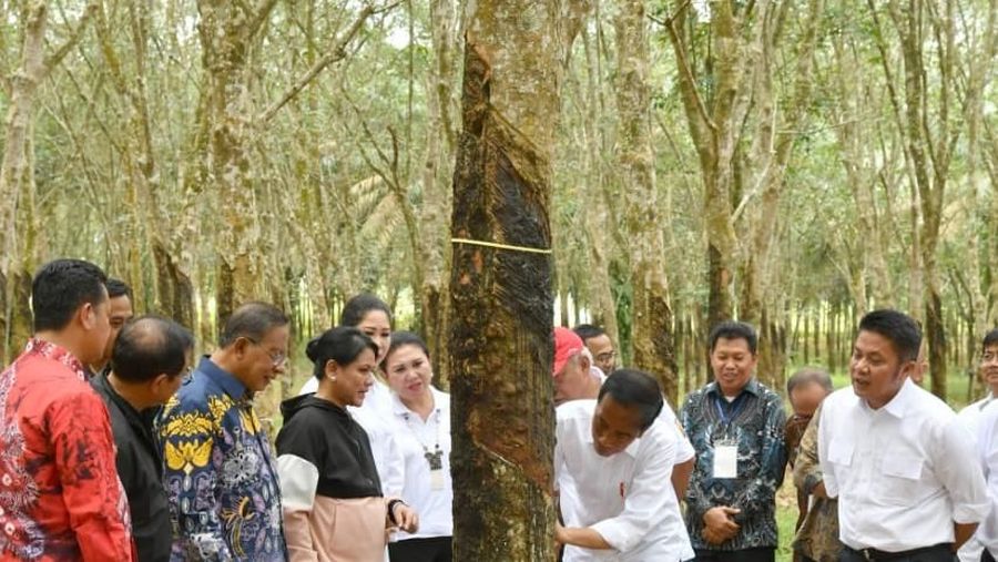 Hingga pukul 09:20 WIB harga karet acuan kontrak Agustus amblas 2,9% ke posisi JPY 184,3/kg, setelah juga terkoreksi 1,15% pada akhir pekan lalu (22/3/2019).