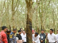 Peningkatan Stok Tekan Harga Karet, Terendah dalam 5 Pekan