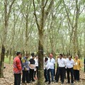 Harga Karet Dunia Turun Terus, Jokowi Turun Tangan