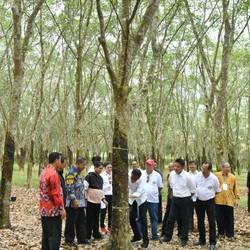 Harga Karet Dunia Turun Terus, Jokowi Turun Tangan